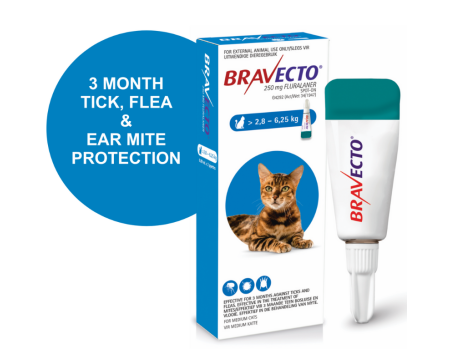 bravecto-spot-on-medium-cat