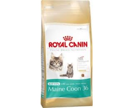 royal-canin-kitten-maine-coon