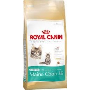 royal-canin-kitten-maine-coon