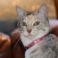 Rogz Catz Beltz Neocat SafeLoc Collar