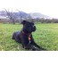 Rogz Dogz Resin ID Tagz L