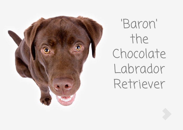 'Baron' the Chocolate Labrador Retriever