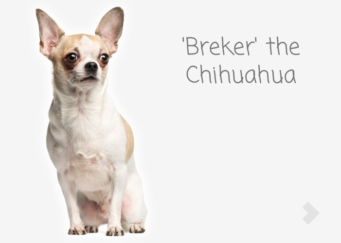 'Breker' the Chihuahua