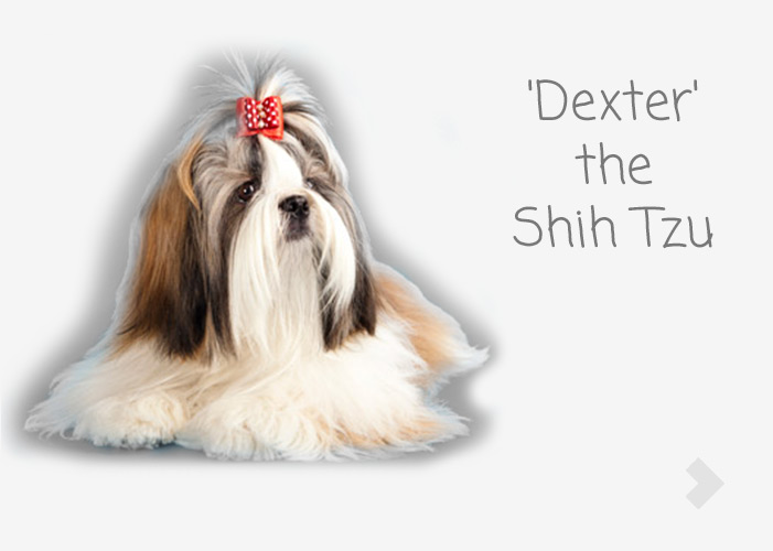 'Dexter' the Shih Tzu