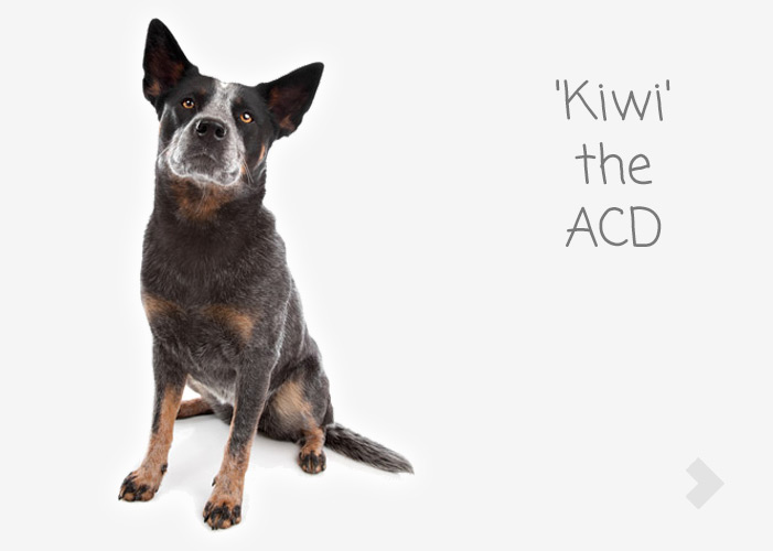 'Kiwi' the ACD