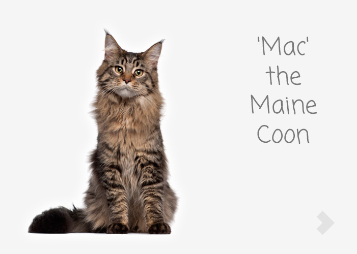'Mac' the Maine Coon