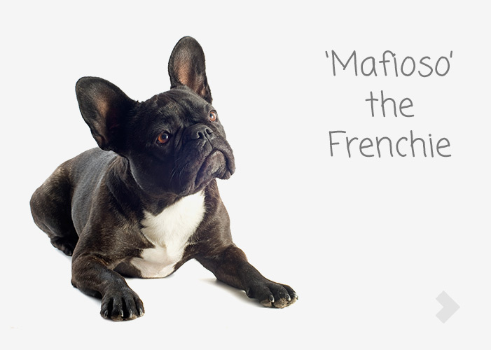 'Mafioso' the Frenchie