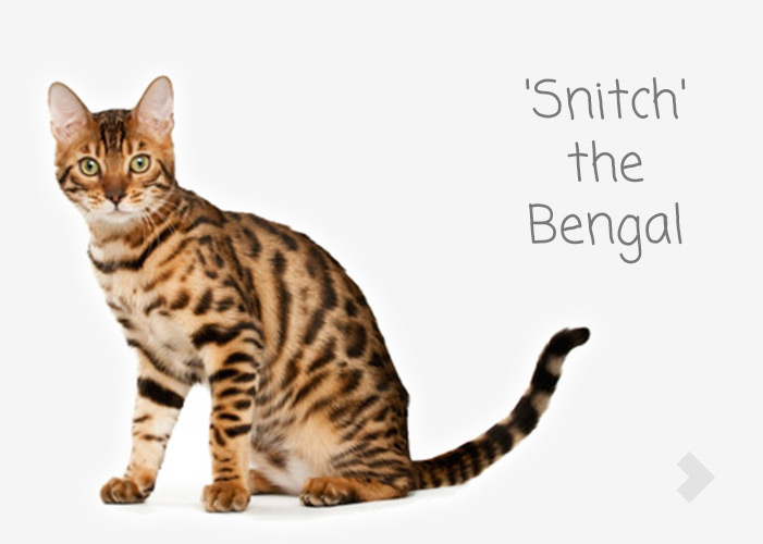 'Snitch' the Bengal