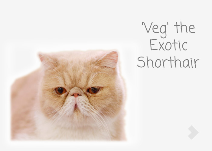 'Veg' the Exotic Shorthair